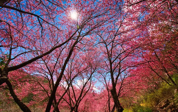 公園内には美しい桜 が咲きます 台中市の武陵農場での桜の季節 2021年4月 — ストック写真