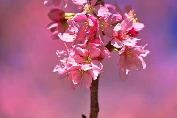 公園内に美しいピンクの桜 桜の木 が咲き スペースをコピーして閉じます 台中市の武陵農場での桜の季節 2021年4月 — ストック写真