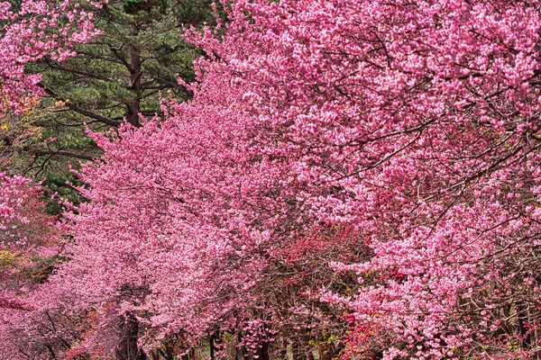 Beautiful cherry blooms (sakura tree) in the park. Cherry blossom season in Wuling Farm, Taichung City, Taiwan. April 2021.
