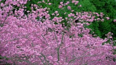 Parkta güzel kiraz çiçekleri (sakura ağacı). Taichung, Tayvan 'daki Wuling Çiftliği' nde kiraz çiçeği mevsimi. Nisan 2021.
