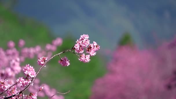 Parkta Güzel Pembe Kiraz Çiçekleri Sakura Ağacı Kopyalama Alanı Kapat — Stok video