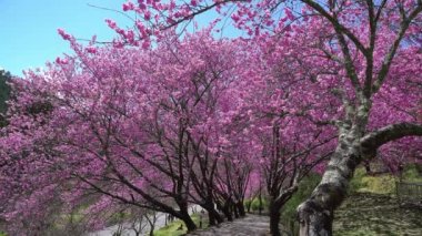Parkta güzel kiraz çiçekleri (sakura ağacı). Taichung, Tayvan 'daki Wuling Çiftliği' nde kiraz çiçeği mevsimi. Nisan 2021.