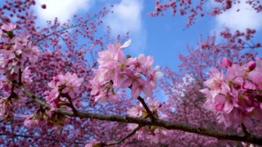 Parkta güzel pembe kiraz çiçekleri (sakura ağacı), kopyalama alanı, kapat. Taichung, Tayvan 'daki Wuling Çiftliği' nde kiraz çiçeği mevsimi. Nisan 2021.