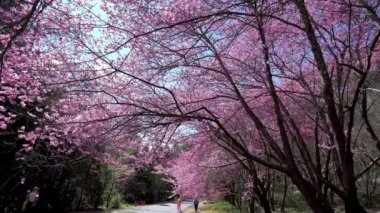 Parkta güzel kiraz çiçekleri (sakura ağacı). Taichung, Tayvan 'daki Wuling Çiftliği' nde kiraz çiçeği mevsimi. Nisan 2021.
