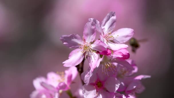 Parkta Güzel Pembe Kiraz Çiçekleri Içinde Uçan Bir Arı Sakura — Stok video