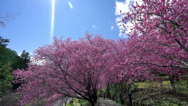 Gyönyörű Cseresznyevirágok Sakura Parkban Cseresznyevirág Szezon Wuling Farm Taichung City — Stock videók