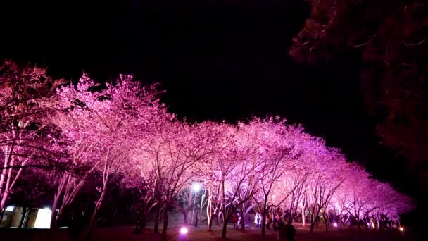 Cereja Floresce Noite Sob Elenco Luz Temporada Flores Cerejeira Wuling — Vídeo de Stock