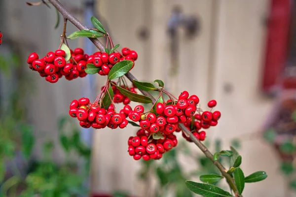 Pyracantha Koidzumii Hayata Rehder Gamma Nativa Taiwan Varie Specie Vegetali — Foto Stock