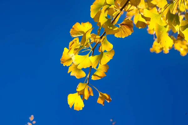 Ginkgo Ginkgo Biloba Sárga Levelek Kék Égbolttal Háttérben Különböző Növényfajok — Stock Fotó