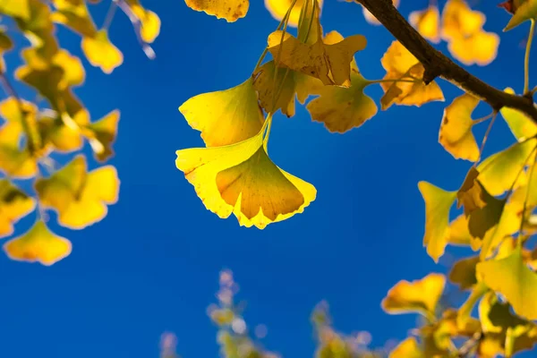 Ginkgo Ginkgo Biloba Hojas Amarillas Con Cielo Azul Fondo Varias — Foto de Stock