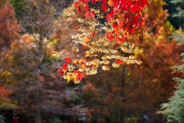 Die Schönen Roten Blätter Des Ahornbaums Ahornblätter Herbstfarbe Verschiedene Pflanzenarten — Stockfoto