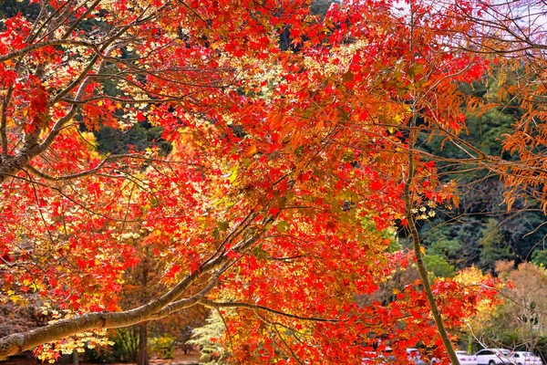 Las Hermosas Hojas Rojas Del Árbol Arce Hojas Arce Color — Foto de Stock