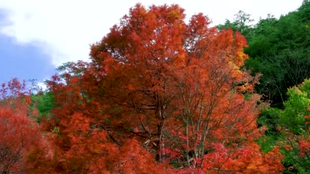 Pohon Maple Merah Penuh Atmosfer Musim Gugur Berbagai Spesies Tanaman — Stok Video