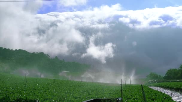 山上的菜园正在自动浇水 各种植物种类和自然景观 台湾冬季的武陵农场 December 2020 — 图库视频影像