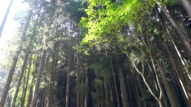Ormandaki sabah güneşi. Sun-Bağ Ormanı ve Doğa Tatil Köyü, Tayvan 'ın Nantou ilçesinde yer almaktadır..
