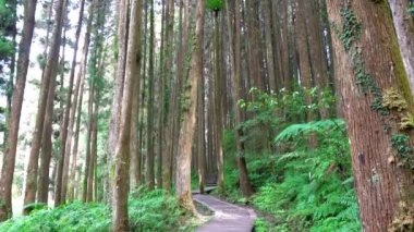 Ormandaki sabah güneşi. Sun-Bağ Ormanı ve Doğa Tatil Köyü, Tayvan 'ın Nantou ilçesinde yer almaktadır..