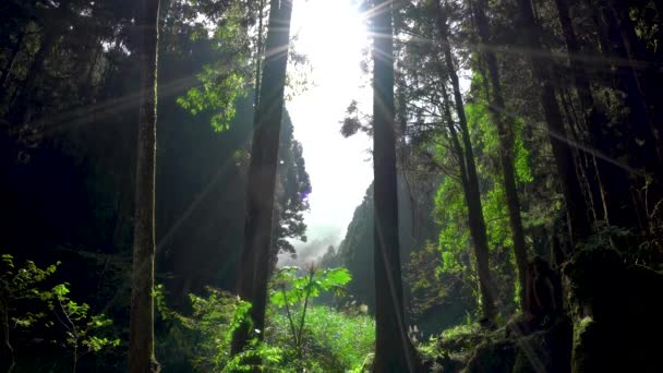 Luz Del Sol Mañana Bosque Sun Link Sea Forest Nature — Vídeos de Stock