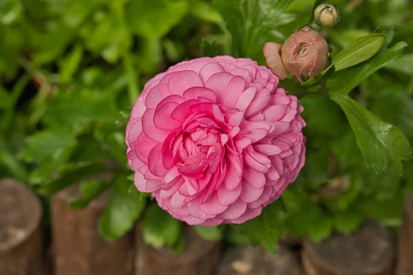 Ranunculus Asiaticus Перський Метелик Перський Натовп Азійський Метелик Ліс Сан — стокове фото