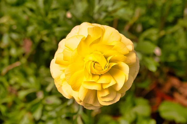 루스아 페르시 Ranunculus Asiaticus 페르시 Buttercup Persian Crowfoot Asian Buttercup — 스톡 사진