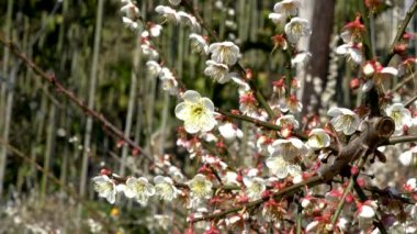 White plum blossoms in full bloom, attracting bees for nectar, blue sky.The unique winter forest in Dongshi Forest adds to the mountain scenery. Taichung, Taiwan. 21 Jan. 2021.