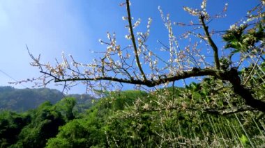 White plum blossoms in full bloom, attracting bees for nectar, blue sky.The unique winter forest in Dongshi Forest adds to the mountain scenery. Taichung, Taiwan. 21 Jan. 2021.