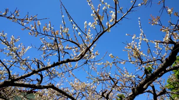 Ciruela Blanca Florece Plena Floración Atrayendo Las Abejas Para Néctar — Vídeos de Stock