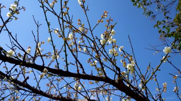 Ciruela Blanca Florece Plena Floración Atrayendo Las Abejas Para Néctar — Vídeos de Stock