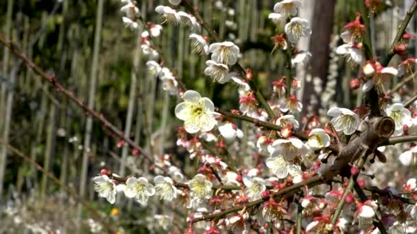 White Plum Blossoms Full Bloom Attracting Bees Nectar Blue Sky — Stok Video