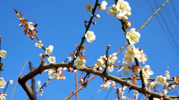 Білий Сливовий Цвіт Повному Розквіті Приваблює Бджіл Нектар Блакитний Небо — стокове відео