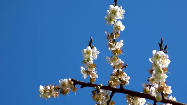 Ameixa Branca Floresce Plena Floração Atraindo Abelhas Para Néctar Céu — Vídeo de Stock