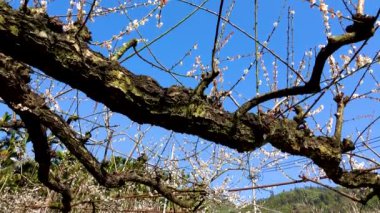 White plum blossoms in full bloom, attracting bees for nectar, blue sky.The unique winter forest in Dongshi Forest adds to the mountain scenery. Taichung, Taiwan. 21 Jan. 2021.