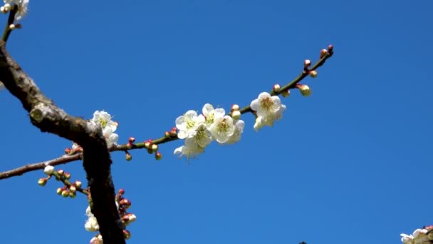 Białe Kwiaty Śliwki Pełnym Rozkwicie Przyciągające Pszczoły Nektar Błękitne Niebo — Wideo stockowe