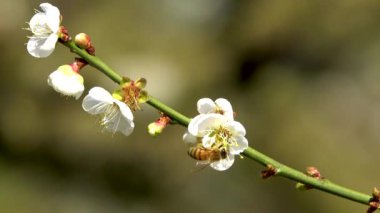 White plum blossoms in full bloom, attracting bees for nectar, blue sky.The unique winter forest in Dongshi Forest adds to the mountain scenery. Taichung, Taiwan. 21 Jan. 2021.