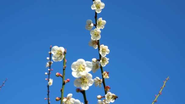 Fiori Prugna Bianchi Piena Fioritura Attirando Api Nettare Cielo Azzurro — Video Stock