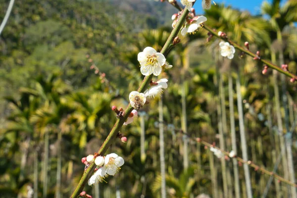 stock image White plum blossoms in full bloom, attracting bees for nectar, blue sky.The unique winter forest in Dongshi Forest adds to the mountain scenery. Taichung, Taiwan. 21 Jan. 2021.