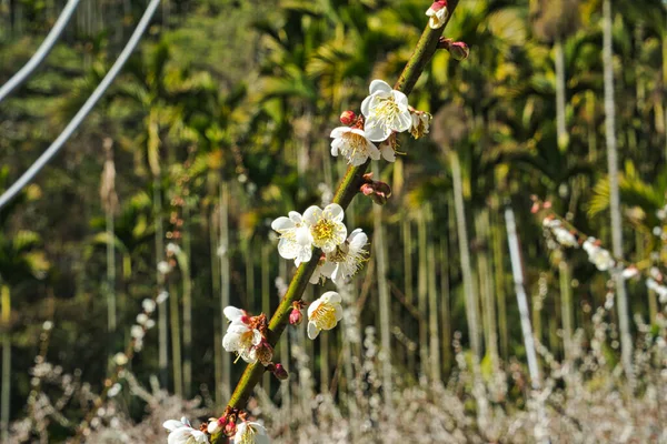 White Plum Blossoms Full Bloom Attracting Bees Nectar Blue Sky — Stok fotoğraf