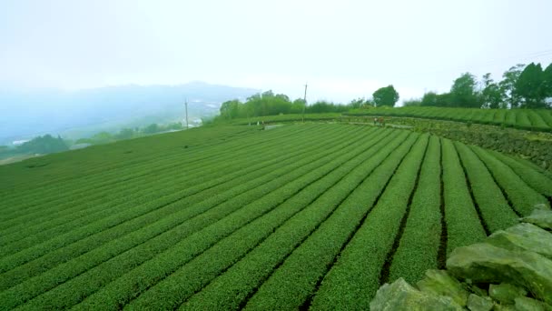 山の上の茶農業Err Yan Ping Trailを登り 雲の中の茶園に没頭している感覚を体験してください 台湾嘉義県阿里山国立公園 3月2日 2021年 — ストック動画