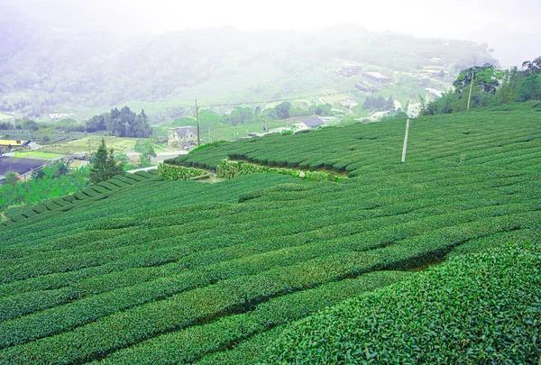 Rolnictwo Herbaty Górze Wspinaj Się Szlaku Err Yan Ping Doświadcz — Zdjęcie stockowe