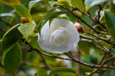 Yapraklarında yağmur damlası olan beyaz kamelya. Tren, kiraz çiçeği, ağaç, bulut. Tayvan 'ın Chiayi ilçesindeki Alishan Ulusal Orman Dinlenme Alanı' nın çeşitli manzaraları. 21 Mart 2021.