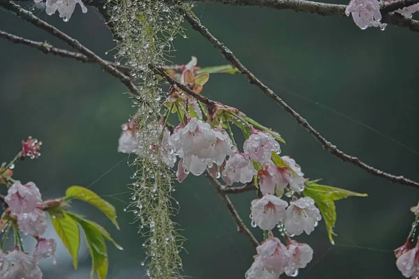 Die Kirsche Blüht Nach Dem Regen Spinnenseide Mit Regentropfen Zug — Stockfoto