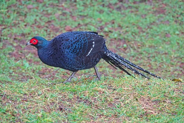 Mikado Faisán Macho Syrmaticus Mikado Una Pradera Tren Flor Cerezo — Foto de Stock