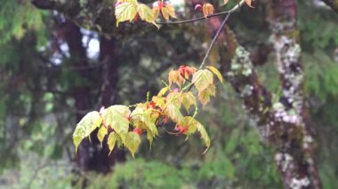 Ormanın bir köşesinde genç bahar yaprakları ve çiçek tomurcukları. Tren, kiraz çiçeği, ağaç, bulut. Tayvan 'ın Chiayi ilçesindeki Alishan Ulusal Orman Dinlenme Alanı' nın çeşitli manzaraları. 21 Mart 2021.