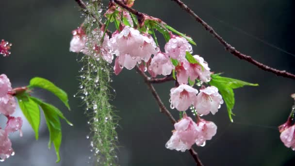 雨の後の桜 雨のクモの糸 台湾嘉義県阿里山国家森林遊楽区の様々な景色 2021年3月21日 — ストック動画