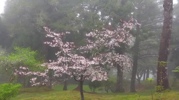 Cseresznyefát Ködfelhők Veszik Körül Vonat Cseresznyevirág Felhő Különböző Kilátás Nyílik — Stock videók