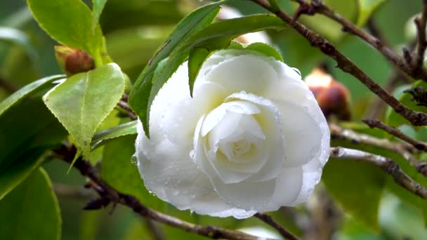 Hvide Camellia Med Nogle Regndråber Kronbladene Tog Kirsebærblomst Træ Sky – Stock-video