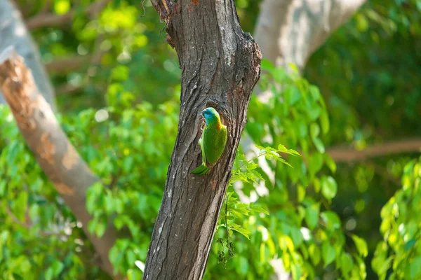 Taiwan Barbet Psilopogon Nuchalis Está Seu Ninho Caverna Árvore Altamente — Fotografia de Stock