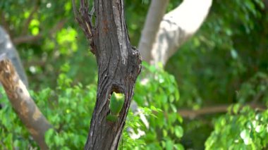 Tayvan Barbesi (Psilopogon nuchalis) ağaç mağarasının yuvasındadır. Tayvan 'a özgü son derece belirgin, gökkuşağı rengi kırmızı, mavi ve sarı renkli parlak yeşil bir yüzdür..