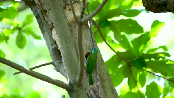 Taiwan Barbet Psilopogon Nuchalis Dresse Dans Grotte Arboricole Taïwan Très — Video