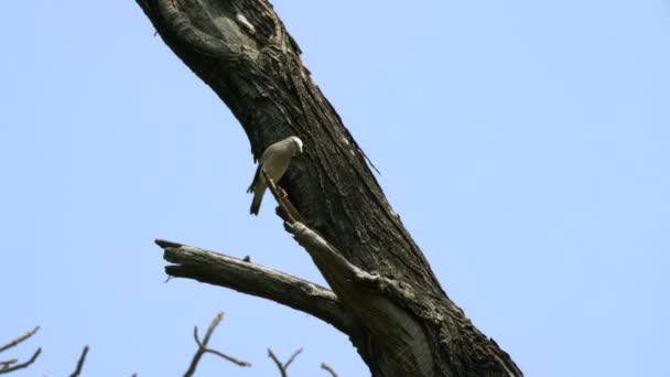 Chestnut Tailed Starling Sturnia Malabarica Standing Tree Branch Pale Headed — Stock Video