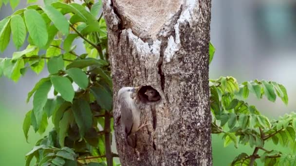 Étourneau Queue Châtaigne Sturnia Malabarica Nourrissant Leurs Petits Oiseaux Étourneau — Video